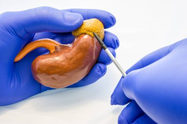 Doktor, bilim adamı veya biyolog holding böbrek böbrek üstü bezi işaretçileri kullanarak gösteren bir diğer el ile birlikte. Fotoğraf fikir anatomi, Nefroloji ve endokrin hastalıkları ve böbrek patolojiler
