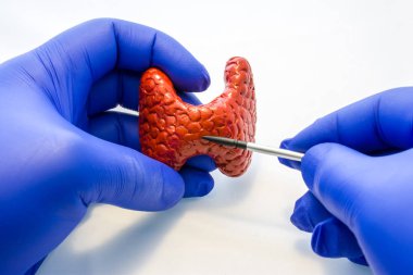 Doktor ya da bilim adamı eldivenli elini anatomik model tiroid bezi ve Puan diğer el bezi vücudunda işaretçisiyle barındırır. Çalışma veya açıklama anatomi ve Fizyoloji ya da tiroid patolojisi