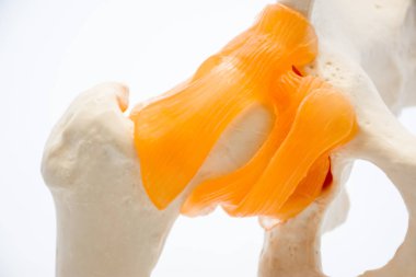 Fotoğraf yakın çekim anatomi ve kalça yapısı ile bağ ve tendonlar, bir araya pelvik kemik: Ilium, ischium, pubis ve uyluk asetabulumda oluşturuyor. Kullanım için tıp, ortopedi ve travma