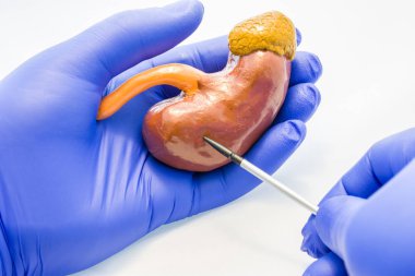 Doktor ya da bilim adamı böbrek organ ve diğer el bezi vücut üzerinde işaretçi ile puan ile el modeli böbreküstü bezinin barındırır. Çalışma veya açıklama anatomi ve Fizyoloji veya böbreküstü patolojisi
