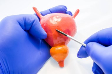 Doktor veya bilim adamı 3D anatomik modelde insan mesane vücut işaretçisi ile gösteriliyor. Mesane anatomik özelliklerine giriş, patolojilerin ve hastalıkların kökeni yeri