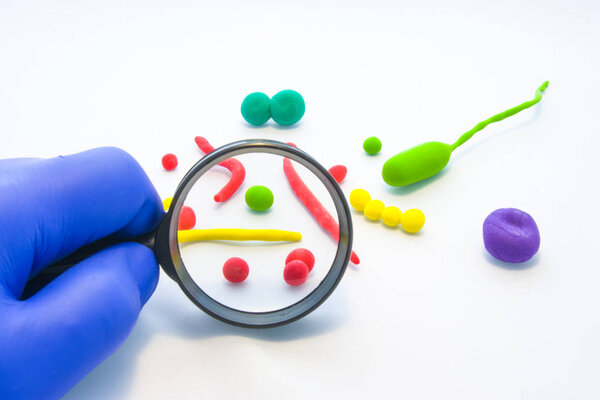 Doctor or scientist examines through magnifying glass enlarged model of bacteria, single-celled organisms, cocci, vibrios, which can be human pathogens. Concept photo medical and general microbiology
