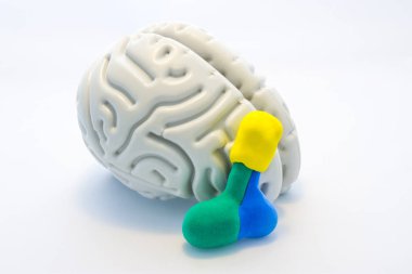 Hipofiz bezi ile beyin ve hipotalamus. Adenohipofiz ve nörohipofiz - Fraksiyonel ile beyin ve hipofiz bezinin iki anatomik modeloluşan eğitim kavram görüntüleri 
