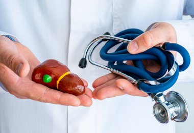 Kavram fotoğraf teşhis ve safra kesesi hastalıklarının tedavisi. Doktor bir elinde beyaz laboratuvar önlüğü giymiş safra kesesi ve karaciğer figürü tutar, başka bir bükülmüş stetoskop fotoğraf yakın