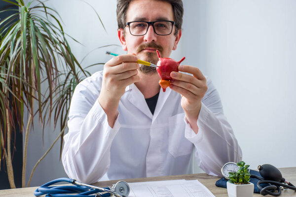 Doctor at workplace in office during appointment looks into camera, shows patient anatomic model of urine bladder with focus on hand with organ. Professional medical diagnosis diseases of urinary