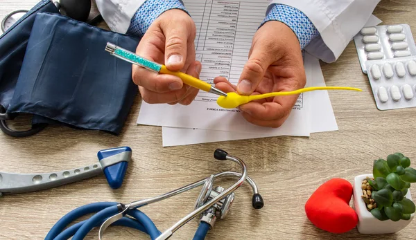 Médico Durante Consulta Celebrada Mano Muestra Paciente Modelo Anatómico Esperma —  Fotos de Stock