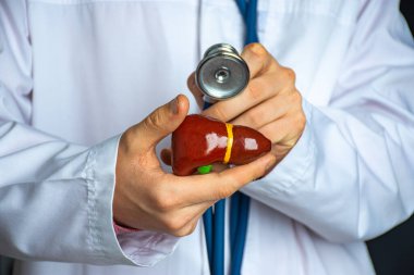 Medical professional, doctor, gastroenterologist or hepatologist holds anatomical model of human liver in his hand and directs by stethoscope in his other hand to diagnose health and diseases clipart