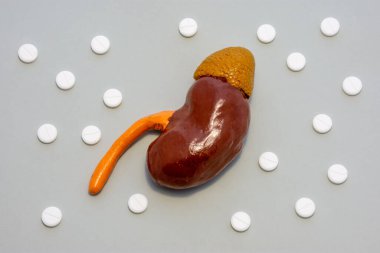 Beyaz tablet ya da haplarla çevrili gri arkaplandaki insan ya da hayvan böbreğinin anatomik gerçekçi figürü ya da modeli, ki bunlar polka-nokta süslemesinde düzenlenmiştir. Tıp ve ürolojide kullanılmak üzere fotoğraflar