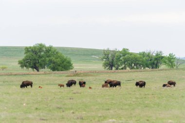 Onun kayalık dağ Arsenal Milli Yaban hayatı Sığınağı, Colorado buffalo.