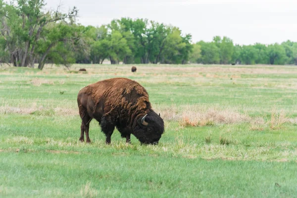 Búfalo Suyo Rocky Mountain Arsenal National Wildlife Refuge Colorado — Foto de Stock