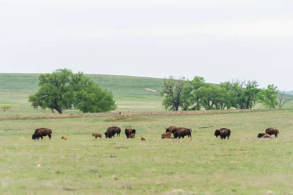 Buffalo Hänen Rocky Mountain Arsenal National Wildlife Refuge Colorado — kuvapankkivalokuva