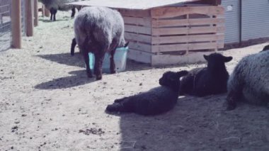 Erken ilkbaharda kent çiftliğinde koyun