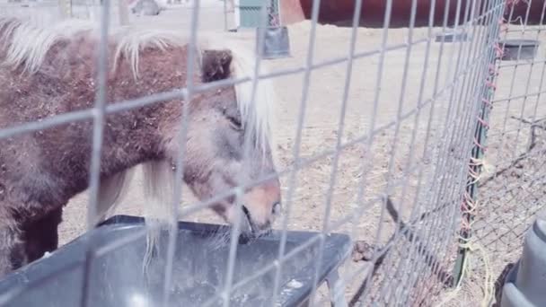 Chevaux sur la ferme urbaine au début du printemps 