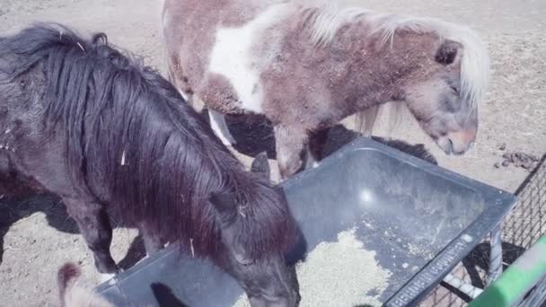 Cavalos Fazenda Urbana Início Primavera — Vídeo de Stock