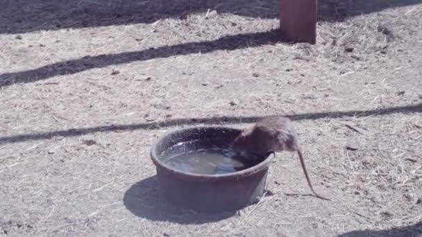 Mouse Campo Fazenda Urbana — Vídeo de Stock