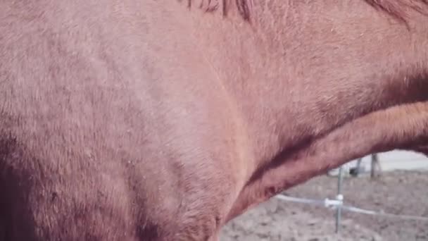 Chevaux sur la ferme urbaine au début du printemps 