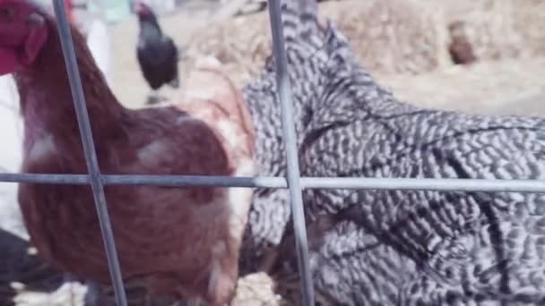 Free range chickens — Stock Video