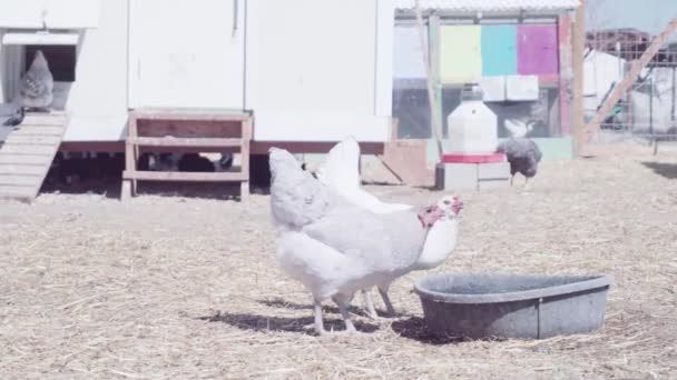 Free range chickens — Stock Video