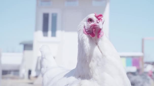 Κοτόπουλα ελεύθερης βοσκής — Αρχείο Βίντεο