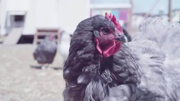 Free range chickens — Stock Video