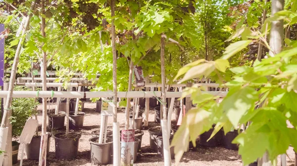 Row Trees Local Garden Center — Stock Photo, Image