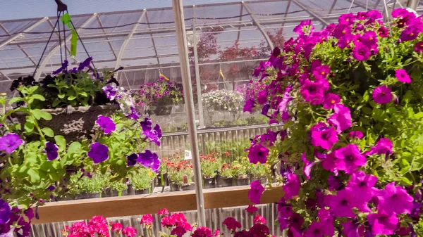 Plantas Invernadero Centro Del Jardín — Foto de Stock