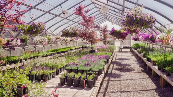 Plantas Invernadero Centro Del Jardín — Foto de Stock