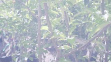 Sera Bahçe Merkezi bitkilerde.