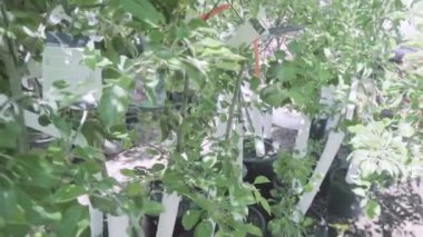 Sera Bahçe Merkezi bitkilerde.