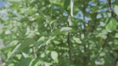 Sera Bahçe Merkezi bitkilerde.