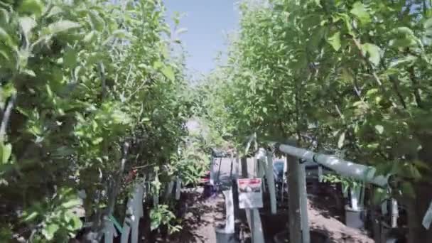 Plantas Invernadero Centro Del Jardín — Vídeos de Stock
