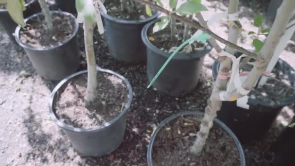 Planten Groene Huis Bij Tuincentrum — Stockvideo