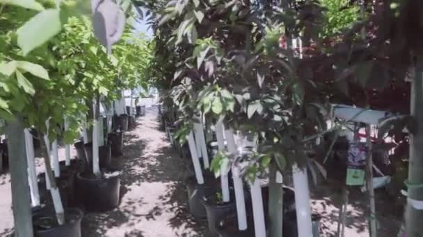 Planten Groene Huis Bij Tuincentrum — Stockvideo