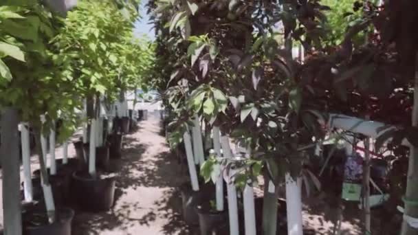 Plantas Invernadero Centro Del Jardín — Vídeo de stock