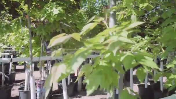 Växter Grönt Hus Handelsträdgård — Stockvideo