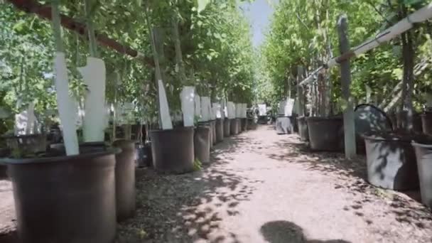 Planten Groene Huis Bij Tuincentrum — Stockvideo