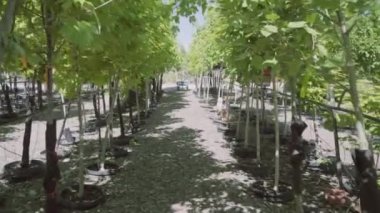 Sera Bahçe Merkezi bitkilerde.