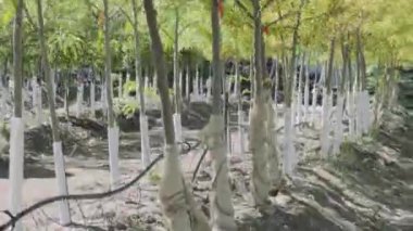 Sera Bahçe Merkezi bitkilerde.