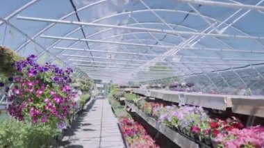 Sera Bahçe Merkezi bitkilerde.