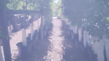 Sera Bahçe Merkezi bitkilerde.