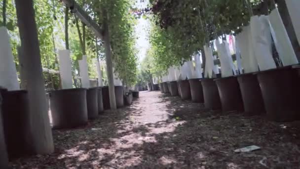 Plantas Casa Verde Centro Jardim — Vídeo de Stock