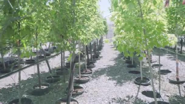 Plantas Invernadero Centro Del Jardín — Vídeo de stock