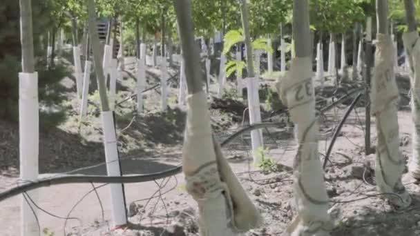 Plantas Casa Verde Centro Jardim — Vídeo de Stock