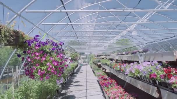 Plantes Serre Centre Jardin — Video