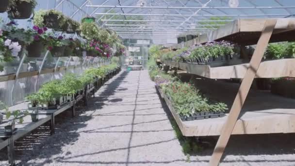 Plantas Invernadero Centro Del Jardín — Vídeo de stock