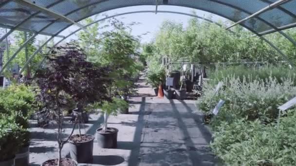 Φυτά Στο Πράσινο Σπίτι Στο Κέντρο Κήπων — Αρχείο Βίντεο