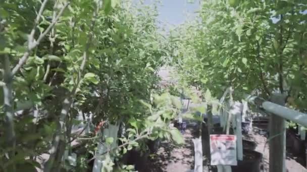 Pflanzen Gewächshaus Gartencenter — Stockvideo
