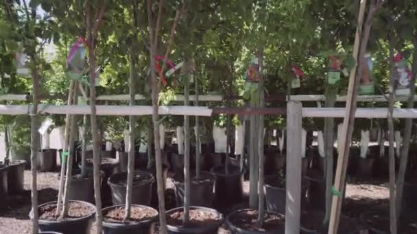 Plantas Invernadero Centro Del Jardín — Vídeos de Stock