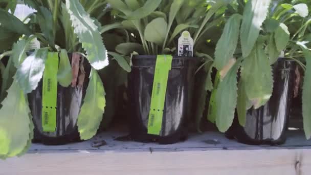 花园中心绿色住宅植物 — 图库视频影像
