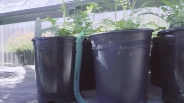 Növények Zöld Ház Kert Közepén — Stock videók